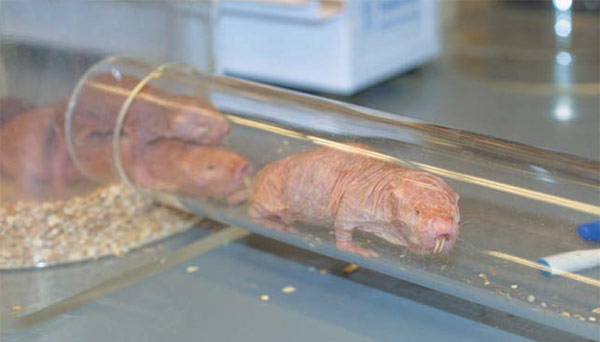 Рабочие особи голых землекопов в лаборатории К. Катаньи. Фото С. Баскауфа, «Природа»