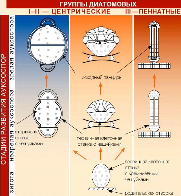 У зигот групп II и III имеются особые ободки, которые ограничивают рост зиготы по некоторым направлениям, в результате чего образуются клетки разных форм и типов симметрии. Процесс полового размножения по группам также различается. У всех центрических диатомовых имеются истинные сперматозоиды и яйцеклетки, пеннатные диатомеи образуют пару половых клеток, одна из которых неподвижна, а вторая может двигаться подобно амебе (изображение: «Наука из первых рук»)