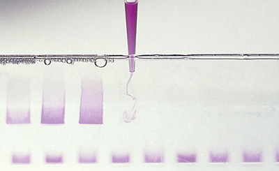 <b>Электрофорез ДНК</b><br> Используется для сортировки цепочек ДНК по длине. Чтобы выбрать цепочки нужной длины с высокой точностью, макромолекулы сравнивают с заранее секвенированными цепочками, размер которых точно известен
