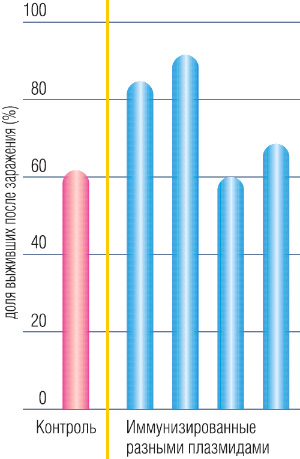 Чтобы проверить эффективность генных вакцин, контрольных и иммунизированных рекомбинантными плазмидами лабораторных мышей заражали клещевым энцефалитом (изображение: «Наука из первых рук»)