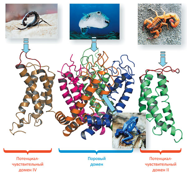 Ядовитые животные — источники «классических» нейротоксинов. Тетродотоксин из рыбы фугу блокирует пору потенциал-чувствительного натриевого канала, связываясь с внеклеточной стороны. Батрахотоксин из кожи колумбийской лягушки проникает через мембрану и встраивается внутрь поры канала, вызывая его активацию. У скорпионов α-токсины связываются с потенциал-чувствительным доменом IV и подавляют процесс естественной инактивации каналов; β-токсины скорпионов связываются с потенциал-чувствительным доменом II и активируют потенциал-чувствительный натриевый канал. В рисунке использована компьютерная модель структуры канала.