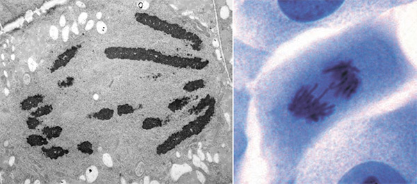 Слева: pасхождение хромосом в клетке растений (электронная микроскопия); справа: расхождение хромосом в клетке животных (световая микроскопия)