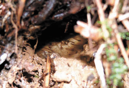 Из яиц вывелись головастики и подрастают в той же норе