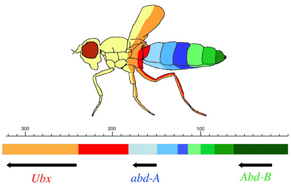 Схема Bithorax-комплекса генов плодовой мушки. Цвета сегментов тела мухи отвечают участкам комплекса генов того же цвета, мутации в которых влияют на эти сегменты