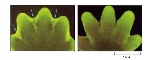 Рис. 1. Апоптоз во время нормального развития конечности мыши. Клетки, подвергшиеся апоптозу, ярко окрашены. Справа — та же конечность день спустя (W. Wood et al., «Development», 2000, 127:5245–5252)