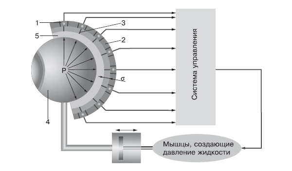 Рис. 3. Управление величиной зазора между торцами фоторецепторов и адаптивной поверхностью в глазу. 1 — микрофибриллы, 2 — отражатель, 3 — чувствительные волоски, 4 — стекловидное тело, 5 — сетчатка. Изображение: «Химия и жизнь»