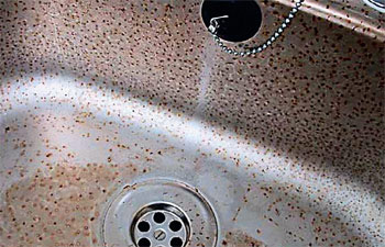 Даже к такому простому делу, как мытьё раковины, надо подходить с умом. Обширная питтинговая и язвенная коррозия кухонной мойки из нержавеющей стали вызвана неправильным подбором чистящих средств, которые содержат соединения хлора. Хлор-ион (а также сульфаты) нарушают пассивную плёнку на нержавеющей стали и вызывают разрушение металла. Фото: «Наука и жизнь»