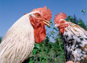 Птичий гребень — один из аналогов гемангиомы, ткань которой пронизана густой сеткой кровеносных сосудов. Но никакого отношения к опухоли он не имеет. Фото Игоря Константинова