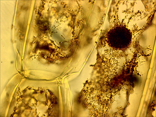 Кожица лука. Увеличение 1000×. Окраска йодом. На фотографии видно клеточное ядро.