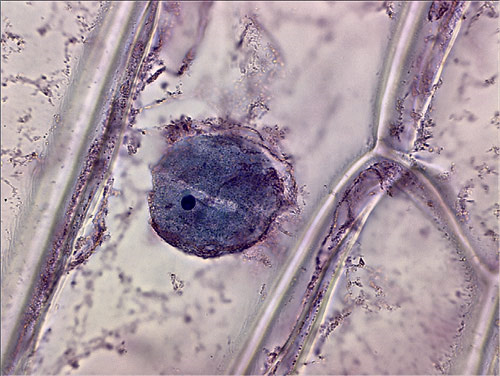 Кожица лука. Увеличение 1000×. Окраска азур-эозином. На фотографии в ядре заметно ядрышко