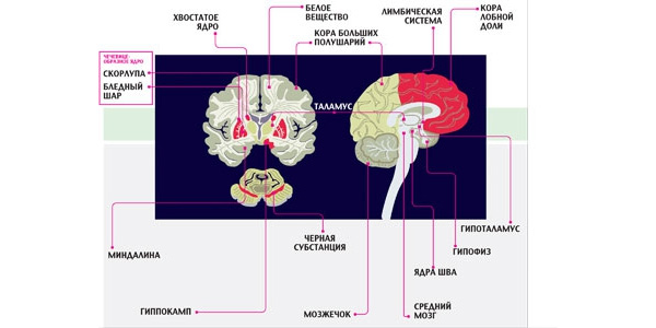 Карта мозга. Мозг человека — величайшее творение природы, аналогов которому не существует. Однако чем глубже мы проникаем в нюансы его строения, тем больше обнаруживаем сходства с самыми разными представителями животного мира