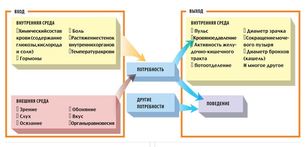 Алгоритм работы потребности. Все потребности работают по схожему алгоритму. Он прост и напоминает компьютерную программу. Однако множество потребностей, конкурируя друг с другом, могут формировать сложнейшее человеческое поведение во всем многообразии его проявлений