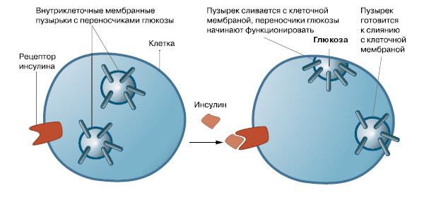Рис. 1. Инсулин регулирует поступление глюкозы в клетки, имеющие инсулиновые рецепторы. В этом процессе участвуют специальные белки-переносчики