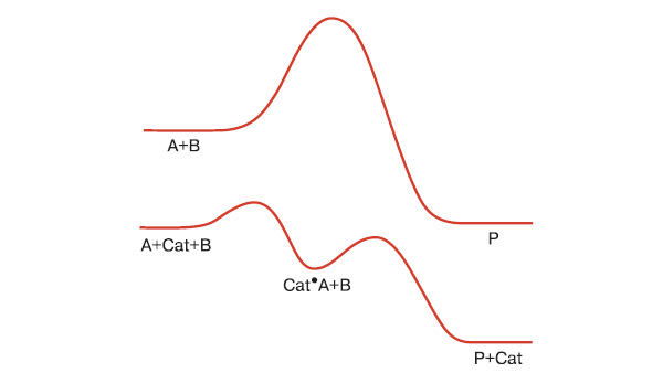 Рис. 1. Графики обозначают, сколько энергии необходимо для взаимодействия молекул А и В, в результате чего получается продукт Р. Реакция без катализатора (верхняя кривая) требует значительных энергетических затрат, поскольку надо преодолеть «энергию активации» - холм между исходными реагентами и продуктом. В реакции с катализатором (нижняя кривая) последний реагирует с А, давая интермедиат Cat A, а он в свою очередь превращается в продукт Р, но с гораздо меньшими энергетическими затратами