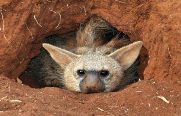 Земляной волк проводит в норе по 16–18 часов в сутки, а зимой — до двадцати