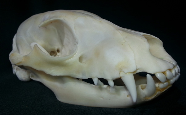 У земляного волка большие клыки, а жевать нечем. Резцы он, возможно, использует для ухода за мехом