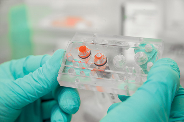 После сборки чипа его каналы сразу же заполняются жидкостью: тончайшие капилляры должны постоянно смачиваться, в противном случае впоследствии они не смогут заполниться питательной средой