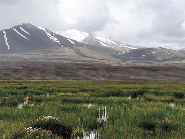 Болото на Памире (фото автора)