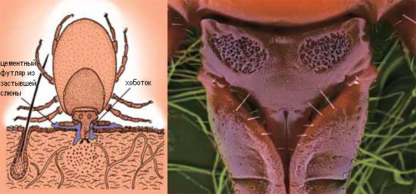 Присосавшийся иксодовый клещ напоминает хорошо отлаженный насос: в минуту он делает от 2 до 60 актов всасывания, строго разделенных актами впрыскивания слюны. Слева: взрослая cамка иксодового клеща, питающаяся на лошади (по Estrada-Pena et al., 2004). Изображение: «Наука из первых рук». Справа: «портрет» объекта вирусологических исследований, таежного клеща Ixodes persulcatus. Сканирующий электронный микроскоп. Фото автора