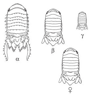 Рис. 3. Рачки Paracerceis sculpta: три типа самцов и самка («Википедия»)