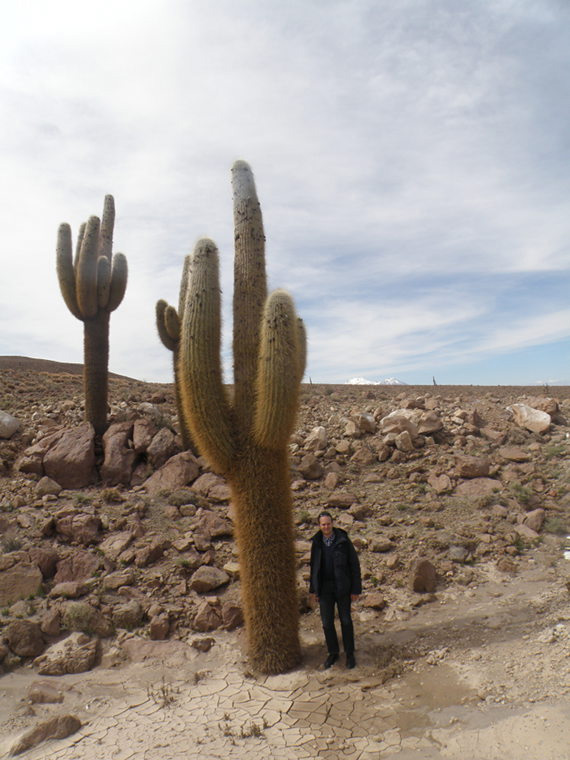 Такие высокие кактусы встречаются при подъеме к телескопам ALMA