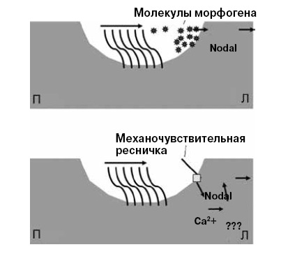 <b>Рис. 7. </b>Что запускает формирование лево-правой асимметрии в организме млекопитающих? <i>Вверху</i> схематически изображена гипотеза переноса морфогена (ток жидкости переносит к левой стороне эмбриона сигнальное вещество), <i>внизу</i> — биомеханическая гипотеза (ток жидкости колеблет особые реснички, которые служат антеннами, принимающими сигнал). По: Ермаков, «Онтогенез», 2013, 44(5), 1–16