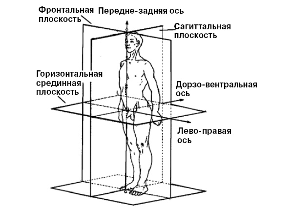 <b>Рис. 2. </b>Оси и плоскости симметрии тела человека