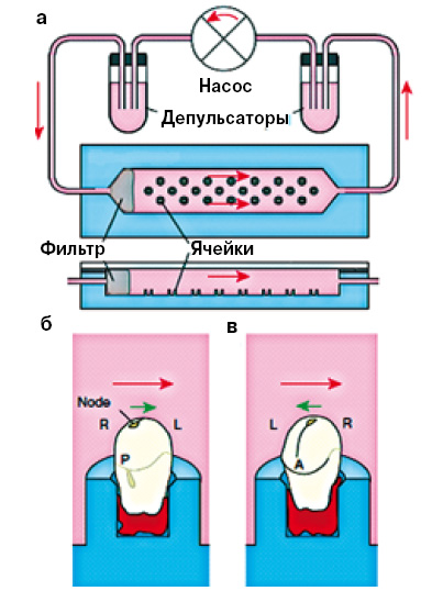 Рис. 6. Схема устройства для изучения воздействия тока жидкости на развитие эмбрионов мыши: а — в камере, где культивируются эмбрионы, насос создает ток культуральной жидкости с заданными параметрами; б — левосторонний ток жидкости (красная стрелка) направлен так же, как и естественный, созданный биениемресничек в гензенов-скомузелке (зеленая стрелка); в — правосторонний ток жидкости противоположен естественному левостороннему току
