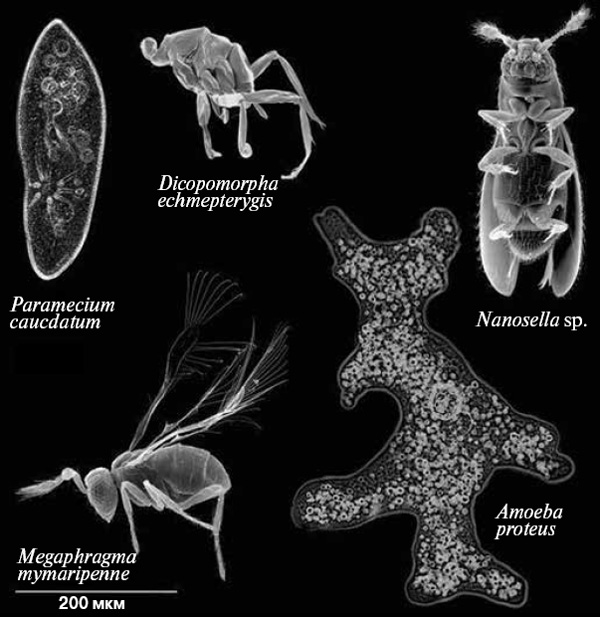 <b>Рис. 1.</b> Мельчайшие насекомые сравнимы по размеру с одноклеточными животными