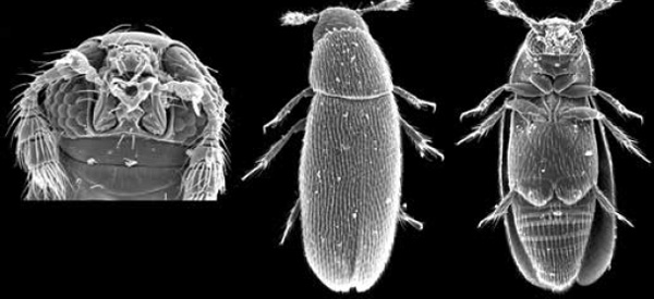 <b>Рис. 2.</b> Так выглядит под электронным микроскопом мельчайшее свободноживущее насекомое, жук <i>Nanosella</i> (<i>слева</i> — голова крупным планом)