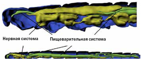 <b>Рис. 4.</b> Личинка жука <i>Mikado</i> (<i>Ptiliidae</i>) первого (<i>вверху</i>) и последнего возраста. У личинки первого возраста нервные ганглии, которые должны быть в голове, смещаются в грудной отдел, чтобы освободить место для мышц ротового аппарата. Когда личинка подрастает, место в голове освобождается, и нервные ганглии возвращаются туда, где должны находиться.