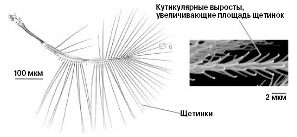 <b>Рис. 5.</b> <i>Слева</i> крыло жука <i>Primorskiella</i> (<i>Ptiliidae</i>), <i>справа</i> увеличенный фрагмент одной из щетинок