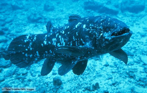 Загадка глубин. Латимерия благодаря своему крайне «доисторическому» виду долго считалась классическим примером «живого ископаемого». Однако со временем были выявлены существенные различия между этой обитательницей Индийского океана и древними целакантами. В частности, некоторые особенности обмена веществ указывают на то, что ископаемые родственники латимерии жили в пресноводных водоемах, где, возможно, мускулистые плавники помогали им передвигаться, опираясь на дно мелководья. Кроме того, современная латимерия больше древних кистеперых рыб. Фото с сайта www.bbc.co.uk