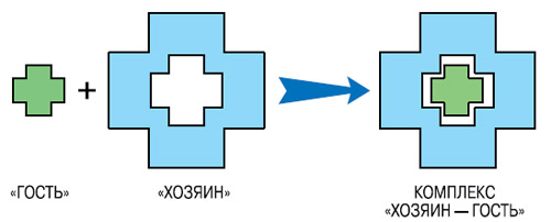 Концепцию «хозяин — гость» можно иллюстрировать такой простенькой схемой. Маленький «гость» и крупный «хозяин» с полостью, готовой принять «гостя». «Гость» прочно удерживается с помощью слабых, нековалентных сил. Изображение: «Наука и жизнь»