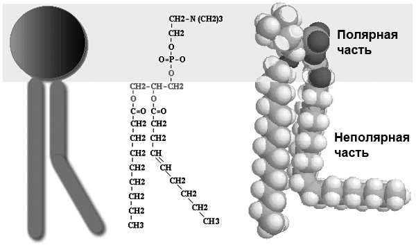 <b>Рис. 10.</b> Амфифильная молекула фосфатидилхолина — одного из фосфолипидов биологических мембран