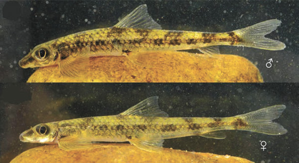 Рис. 1. Cамец и самка Psilorhynchus tenure (Conway et al., 2014)