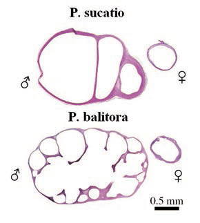 Рис. 2. Поперечный срез через задний отдел плавательного пузыря P. sucatio и P. balitora. У самцов он разделен на камеры (Conway et al., 2014)