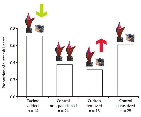 Присутствие кукушат в гнезде защищает хозяйских птенцов от хищников (Canestrari et al., 2014)