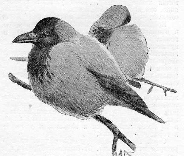 Серые вороны. Рисунок Алексея Комарова к очерку С.С. Турова (1940)