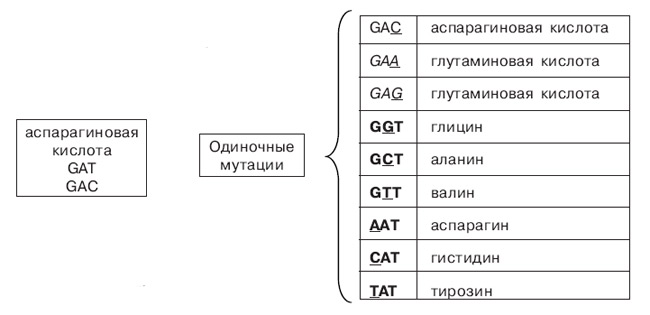 Замены в кодонах, используемые для установления режима эволюции гена, на примере аспарагиновой кислоты. Эта аминокислота кодируется двумя нуклеотидными триплетами GAT и GAC (слева). Для кодона GAT возможны девять мутаций с заменой одного нуклеотида. Результат замены показан справа, подчеркнуты нуклеотиды, которые были заменены в результате мутации. Синонимическая мутация показана прямым шрифтом. Остальные восемь — несинонимические и кодируют разные аминокислоты. Аспарагиновая и глутаминовая кислоты при нормальном рН отрицательно заряжены, валин, глицин, аланин, аспарагин и тирозин не имеют заряда, а гистидин имеет положительный заряд. Следовательно, две из восьми возможных несинонимических замен будут консервативными (показаны курсивом), а остальные — радикальными (показаны жирным шрифтом). Изображение «Химия и жизнь»