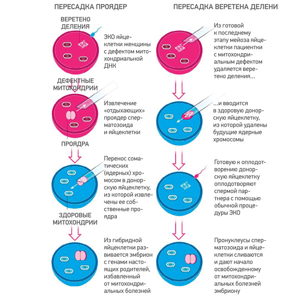 Две методики, позволяющие избавиться от передачи ребенку митохондриальных болезней