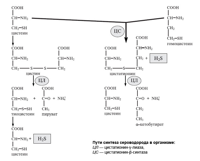 Изображение: «Химия и жизнь»