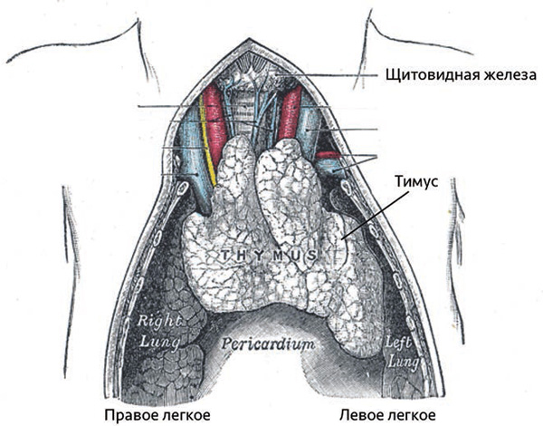 Тимус новорожденного. Рисунок из «Анатомии Грея» (изд. 1918 года). С годами тимус значительно уменьшается в размерах