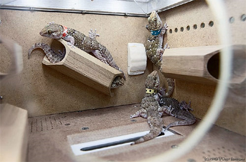 Гекконы - постоянные участники биологических космических экспериментов по изучению влияния невесомости и повышенного радиационного фона. На снимке: наземный контрольный эксперимент в рамках проекта Бион-М №1. Фото Олега Волошина (Институт медико-биологических проблем РАН)