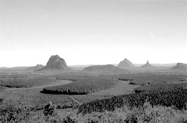 В Австралии, где плотность населении низка, много места для закладки новых плантаций. На фото — сосновые плантации в штате Квинсленд Фото: FAO FORESTRY DEPARTMENT/C. PALMBERG-LERCHE/FO-0422