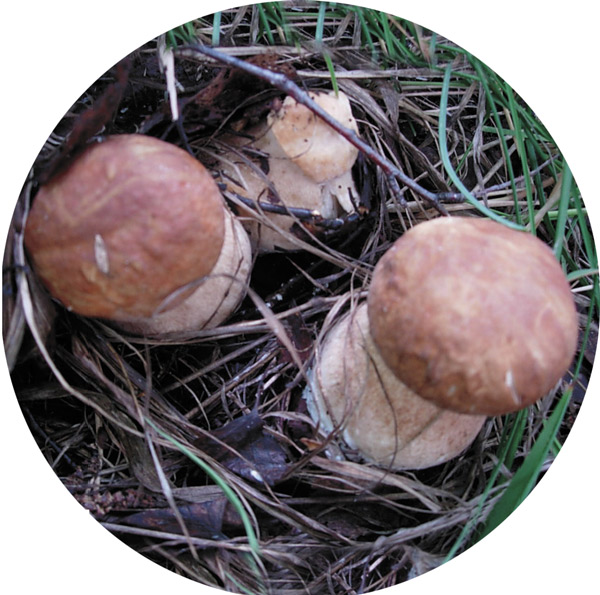 В тесном симбиозе с деревьями живут трубчатые грибы — белые, подосиновики, подберезовики, маслята, дубовики; пластинчатые — сыроежки, грузди, подгрузди, рыжики, а также сам грибной «король» — трюфель, относящийся к сумчатым грибам