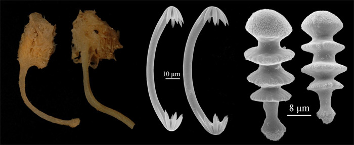 <i>Chondrocladia (Meliiderma) turbiformis</i>. Фото с сайта species.asu.edu
