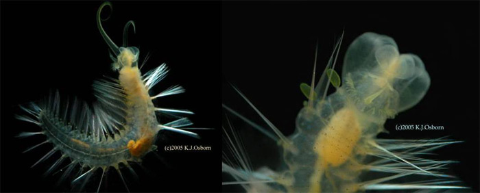 <i>Swima bombiviridis</i>. Фото с сайта species.asu.edu