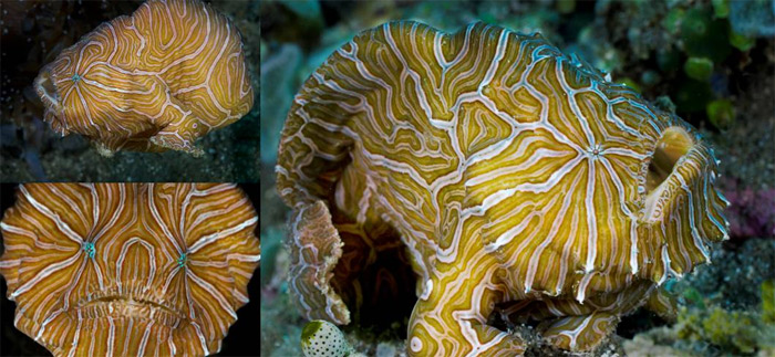 <i>Histiophryne psychedelica</i>. Фото с сайта species.asu.edu