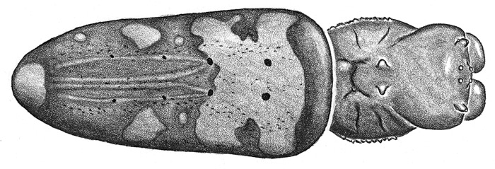 <i>Nephila komaci</i>. Фото с сайта species.asu.edu
